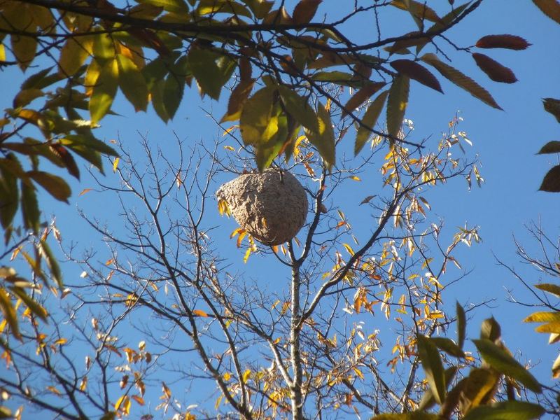 Leia mais sobre Mais de 110 ninhos de vespa velutina destrudos em 2016