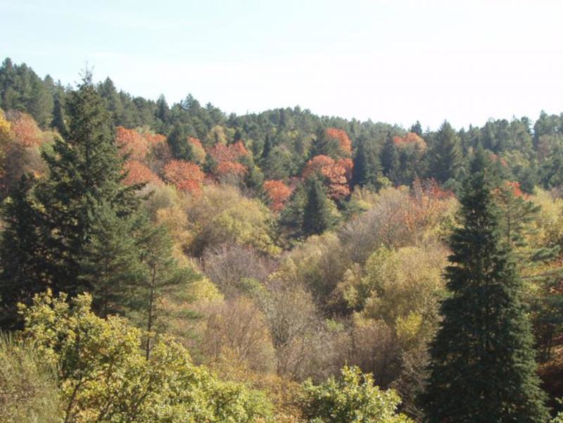 Leia mais sobre Comissão Municipal de Defesa da Floresta aprovou Plano Operacional Municipal