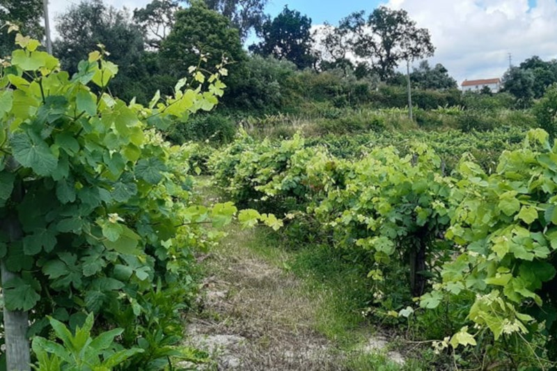 Leia mais sobre Aprovada adesão à Associação de Municípios Portugueses do Vinho