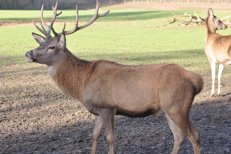 OS CERVOS, VEADOS E CORÇAS (Cervidae)🦌 