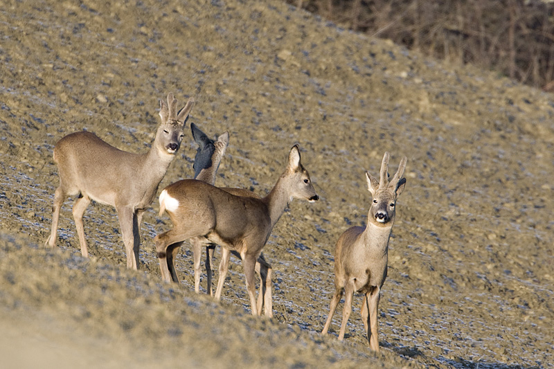 OS CERVOS, VEADOS E CORÇAS (Cervidae)🦌 