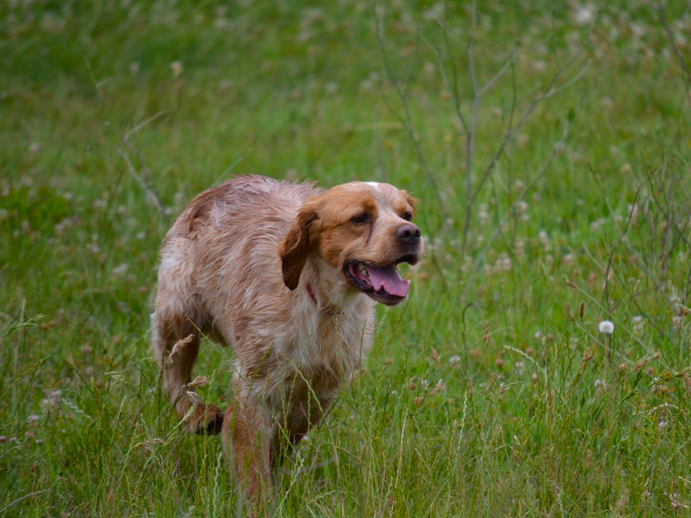 Leia mais sobre Concurso com Cães de Parar em Cabeceiras de Basto