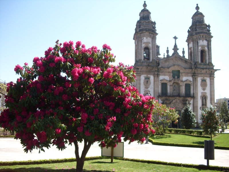 Rododendros dão fulgor à Praça da República