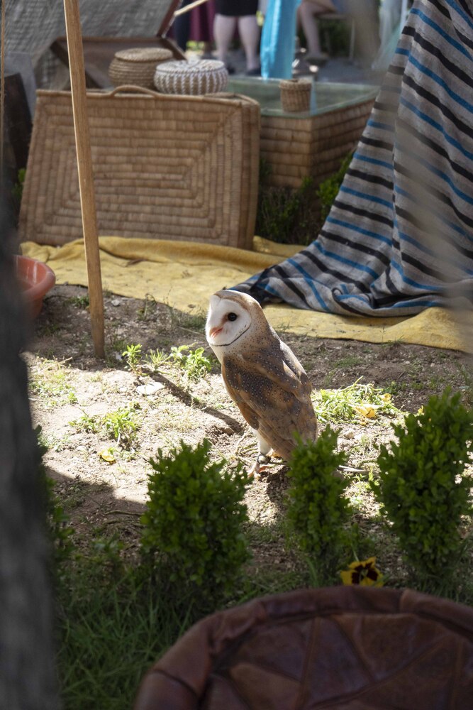 Feira Medieval