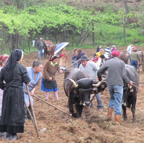 Leia mais sobre Lavoura Tradicional mobilizou cabeceirenses