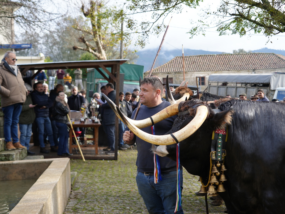 Feira do Gado de Cavez