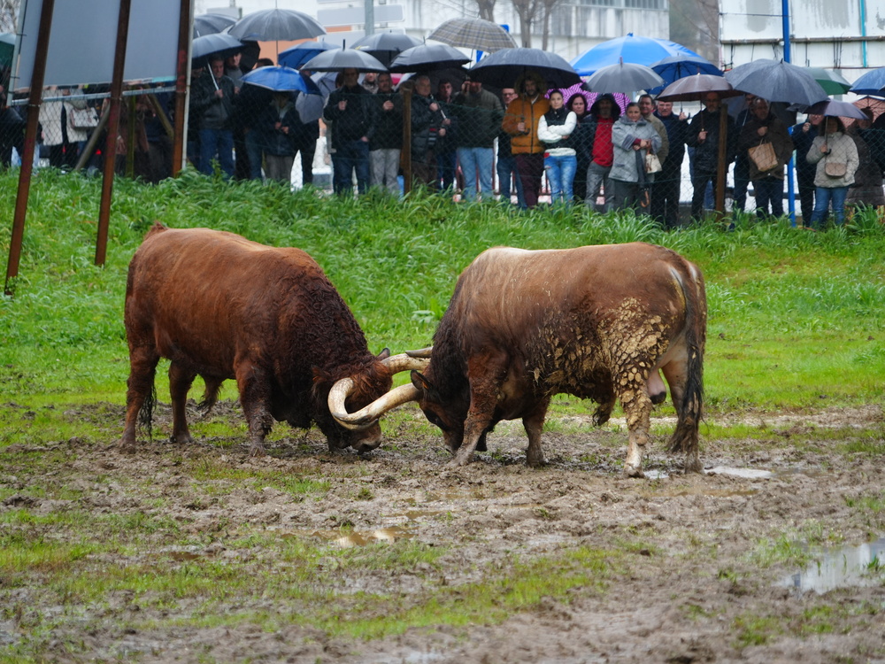 Festa da Orelheira e do Fumeiro