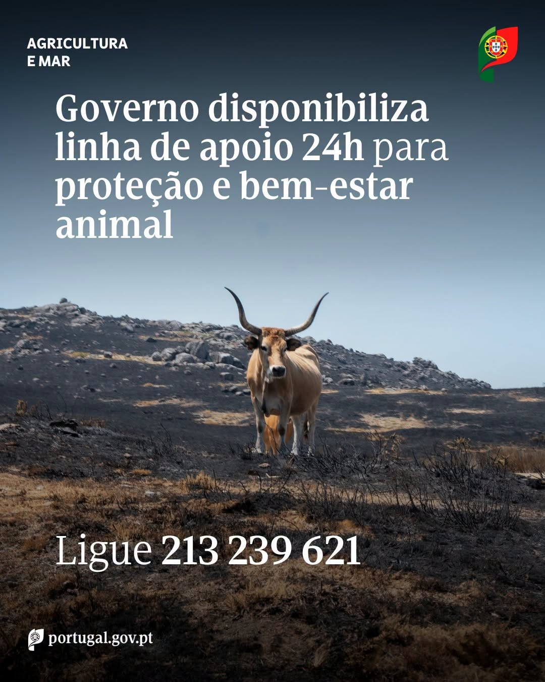 Leia mais sobre Proteção de animais em caso de incêndio rural