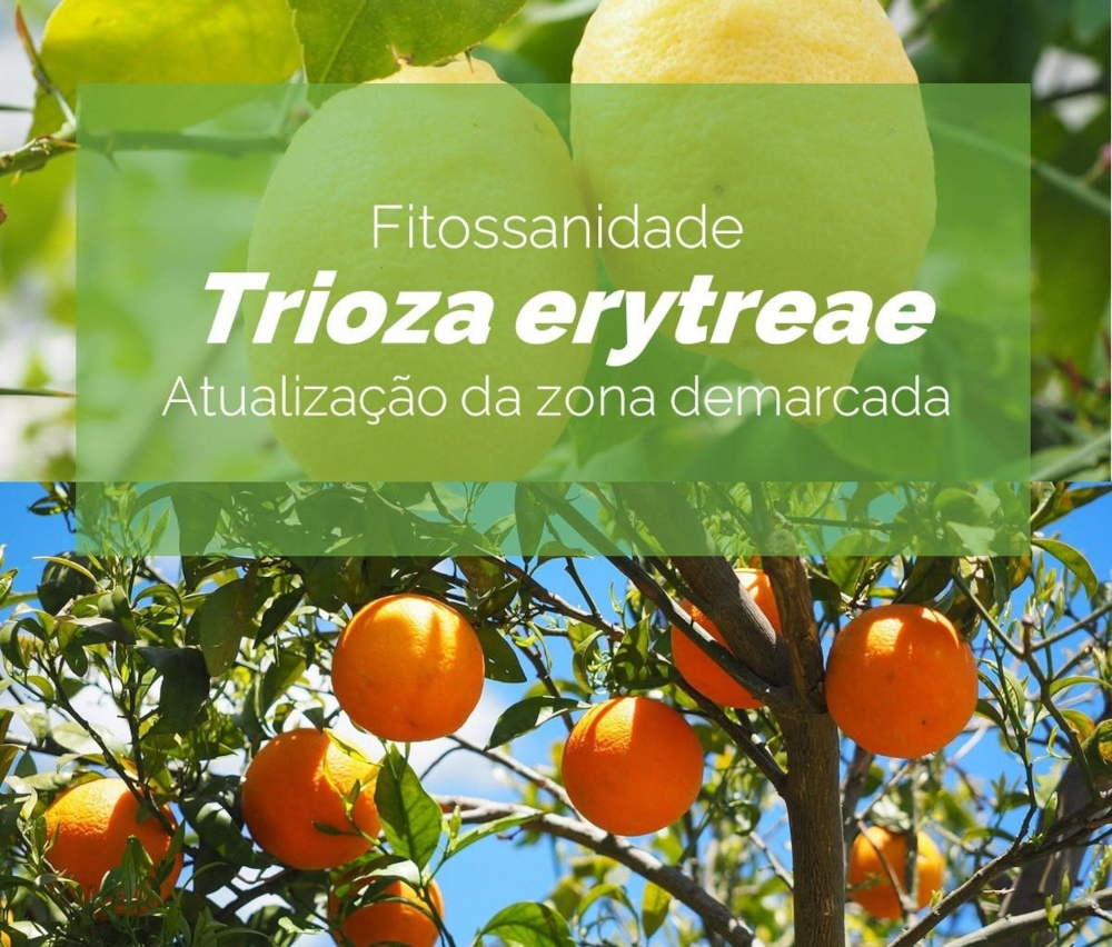 Trioza erytreae - inseto citrinos